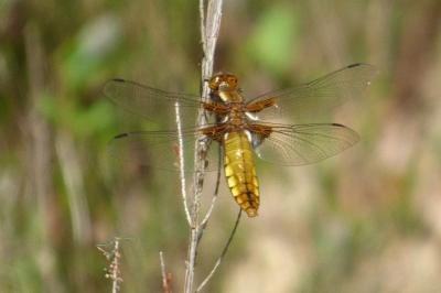 <i>Libellula depressa</i>