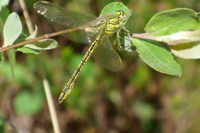 <i>Gomphus pulchellus</i>