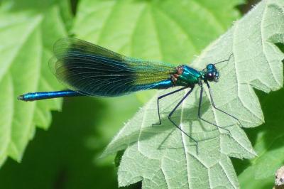 <i>Calopteryx splendens</i>