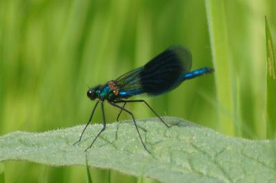 <i>Calopteryx splendens</i>