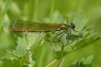 <i>Calopteryx splendens</i>