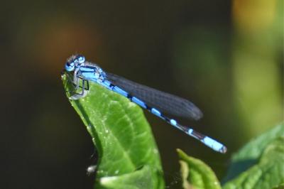 <i>Enallagma cyathigerum</i>