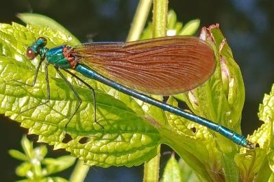 <i>Calopteryx virgo</i>