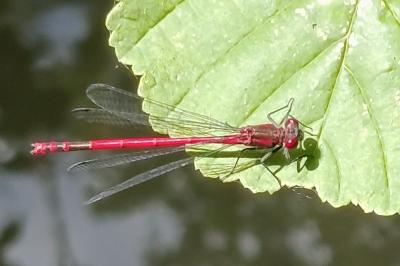<i>Pyrrhosoma nymphula</i>
