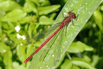 <i>Pyrrhosoma nymphula</i>