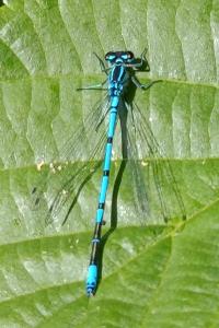 <i>Coenagrion puella</i>
