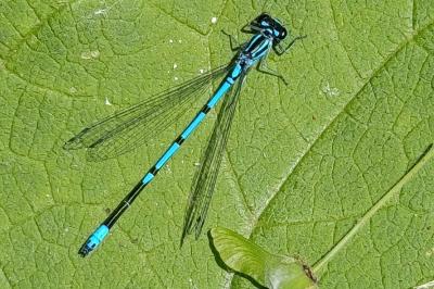 <i>Coenagrion puella</i>