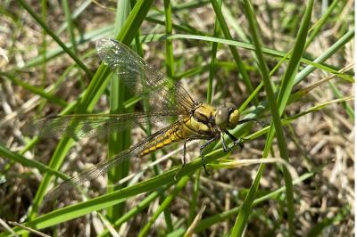 <i>Orthetrum cancellatum</i>