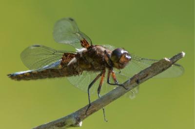 <i>Libellula depressa</i>