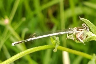 <i>Platycnemis pennipes</i>