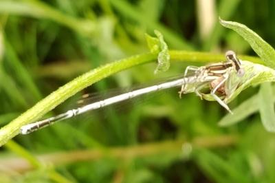 <i>Platycnemis pennipes</i>