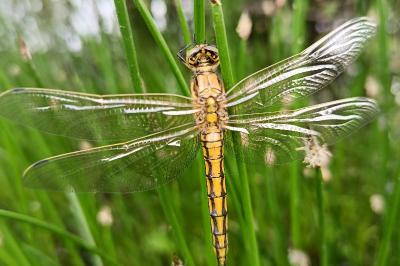<i>Orthetrum cancellatum</i>