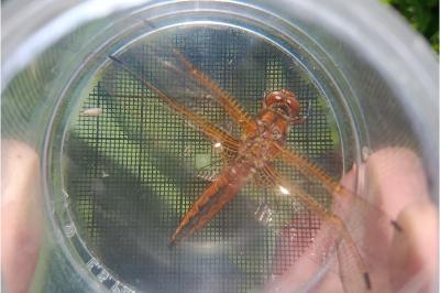<i>Libellula fulva</i>
