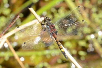 <i>Leucorrhinia pectoralis</i>