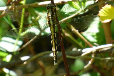 <i>Orthetrum albistylum</i>