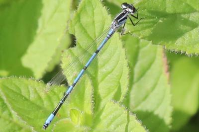 <i>Coenagrion puella</i>