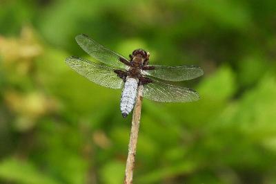 <i>Libellula depressa</i>