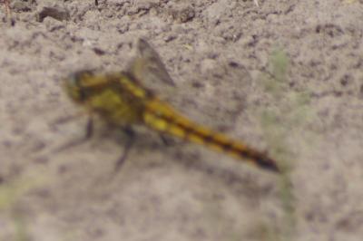 <i>Orthetrum cancellatum</i>