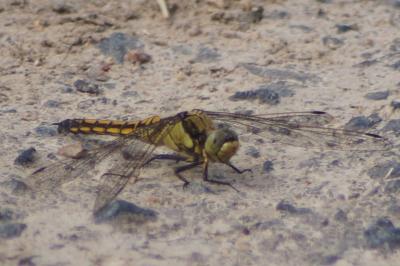 <i>Orthetrum cancellatum</i>