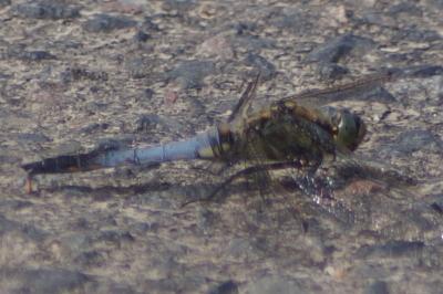 <i>Orthetrum cancellatum</i>