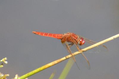 <i>Crocothemis erythraea</i>