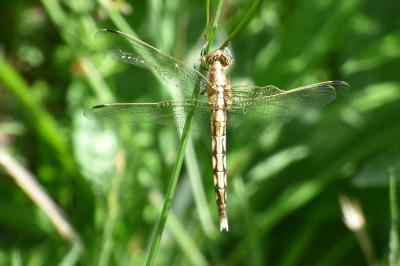 <i>Orthetrum albistylum</i>