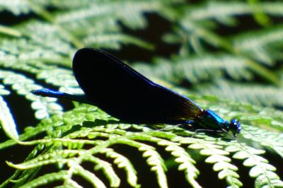 <i>Calopteryx virgo</i>
