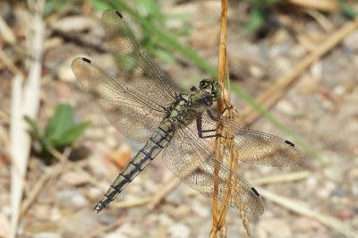<i>Orthetrum cancellatum</i>