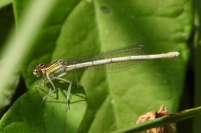 <i>Platycnemis pennipes</i>