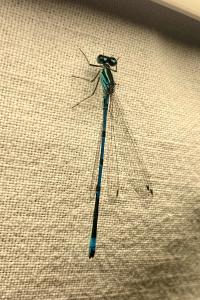<i>Coenagrion puella</i>