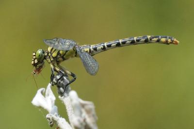 <i>Onychogomphus forcipatus</i>