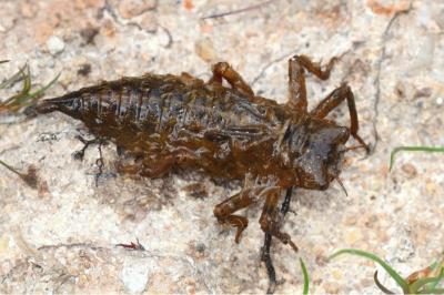 <i>Cordulegaster boltonii</i>
