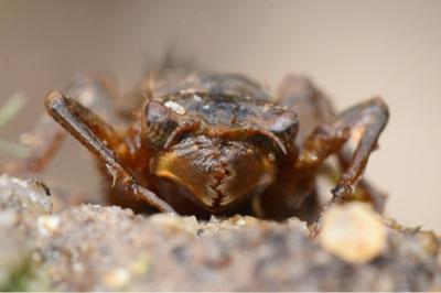 <i>Cordulegaster boltonii</i>