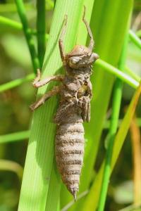 <i>Cordulegaster boltonii</i>