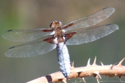 <i>Libellula depressa</i>