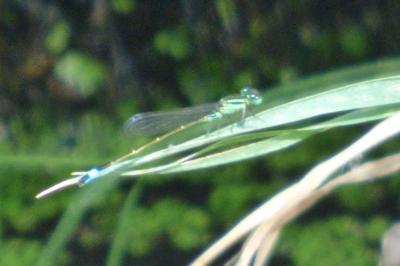 <i>Ischnura elegans</i>