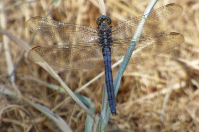 <i>Orthetrum coerulescens</i>