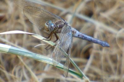 <i>Orthetrum coerulescens</i>