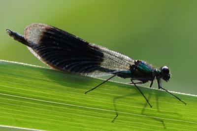 <i>Calopteryx splendens</i>