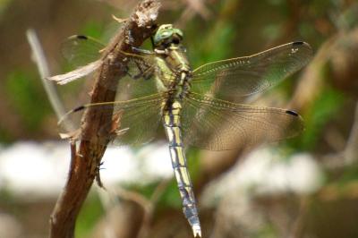 <i>Orthetrum albistylum</i>