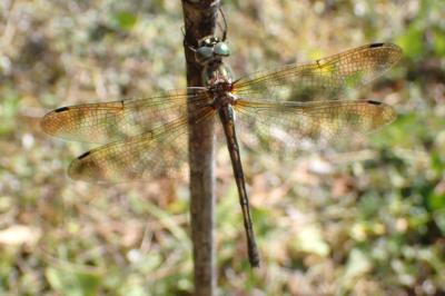 <i>Oxygastra curtisii</i>