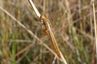 <i>Crocothemis erythraea</i>
