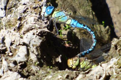 <i>Aeshna affinis</i>