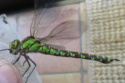 <i>Aeshna cyanea</i>