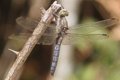 <i>Orthetrum cancellatum</i>