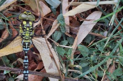 <i>Aeshna cyanea</i>
