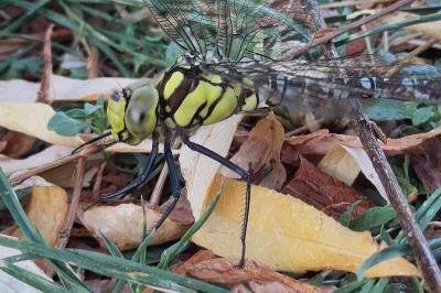 <i>Aeshna cyanea</i>