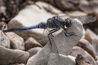 <i>Orthetrum cancellatum</i>