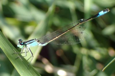<i>Ischnura elegans</i>