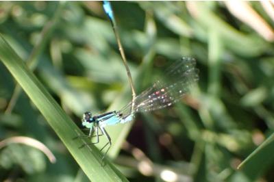<i>Ischnura elegans</i>